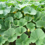 Pumpkin Leaves Jack Seeds Curry