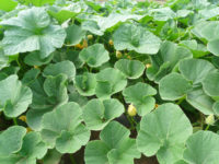 Pumpkin Leaves Jack Seeds Curry