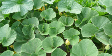 Pumpkin Leaves Jack Seeds Curry